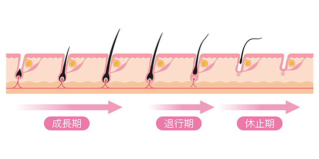 毛周期とは